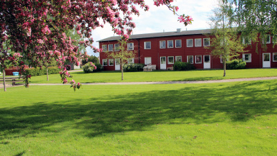 Flerbostadshus och körsbärsträd och gräsmatta.